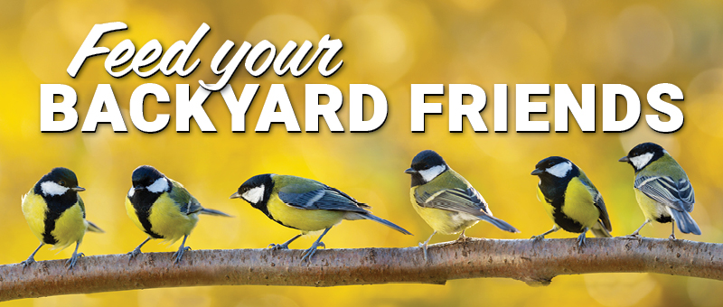 Feed Your Backyard Friends