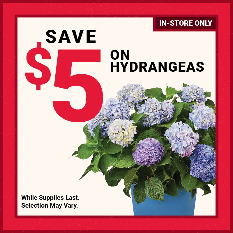 Save $5 on Hydrangeas